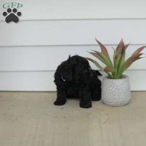 Mable, Teddy Bear Puppy