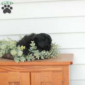 Mason, Teddy Bear Puppy