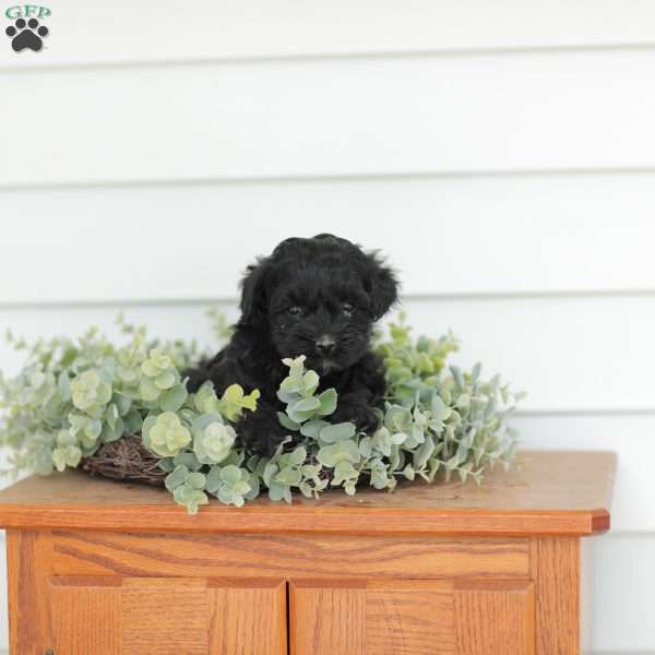 Mason, Teddy Bear Puppy