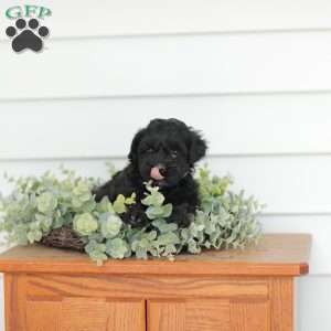 Mason, Teddy Bear Puppy