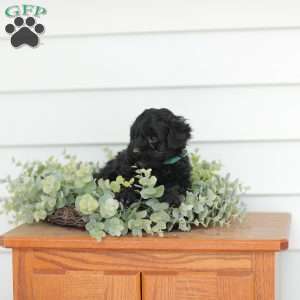 Mason, Teddy Bear Puppy