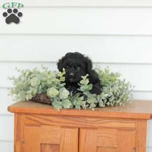 Mason, Teddy Bear Puppy
