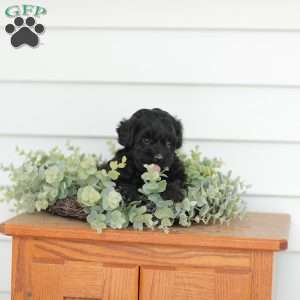 Mason, Teddy Bear Puppy