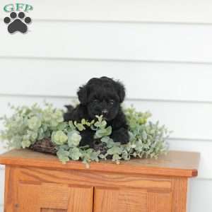 Mason, Teddy Bear Puppy