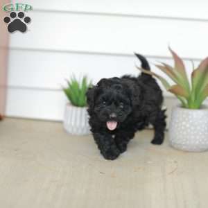 Mason, Teddy Bear Puppy
