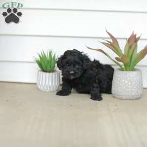 Mason, Teddy Bear Puppy