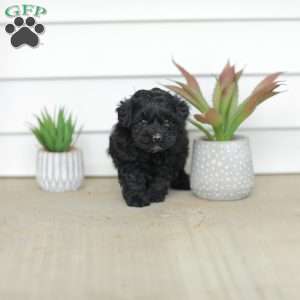 Mason, Teddy Bear Puppy