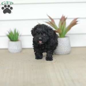 Mason, Teddy Bear Puppy