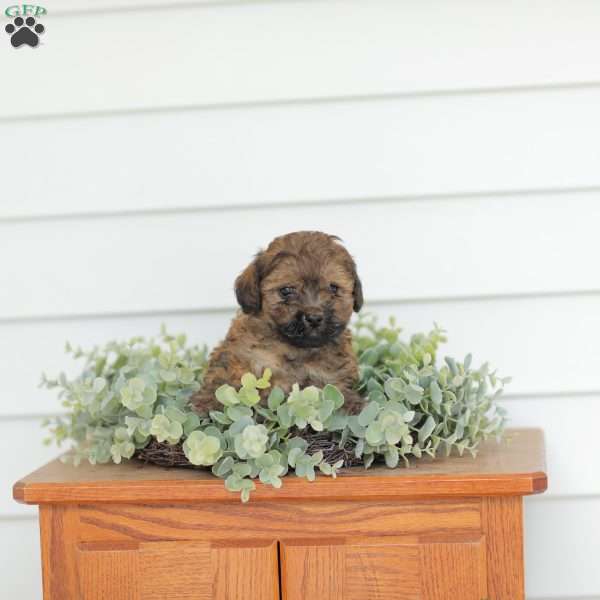Marvin, Teddy Bear Puppy
