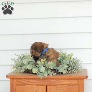 Marvin, Teddy Bear Puppy