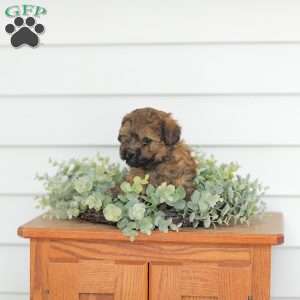 Marvin, Teddy Bear Puppy