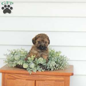 Marvin, Teddy Bear Puppy