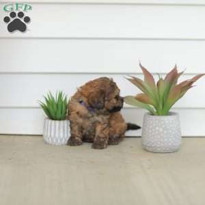Marvin, Teddy Bear Puppy