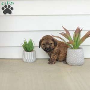 Marvin, Teddy Bear Puppy