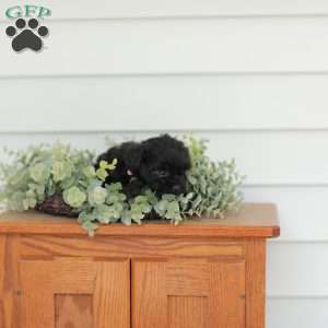 Milly, Teddy Bear Puppy