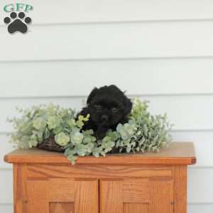 Milly, Teddy Bear Puppy