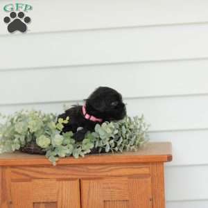 Milly, Teddy Bear Puppy