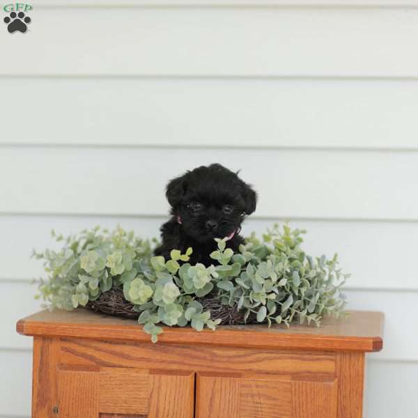 Milly, Teddy Bear Puppy