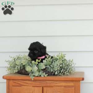 Milly, Teddy Bear Puppy