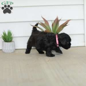 Milly, Teddy Bear Puppy