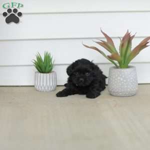Milly, Teddy Bear Puppy