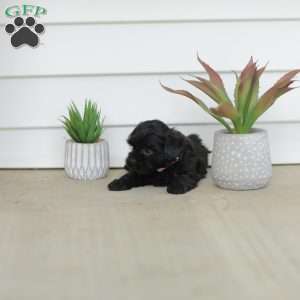 Milly, Teddy Bear Puppy