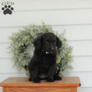 Carson, Havanese Mix Puppy