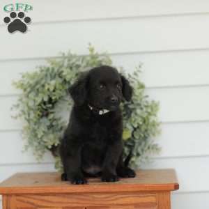 Carson, Havanese Mix Puppy