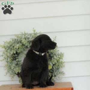 Carson, Havanese Mix Puppy