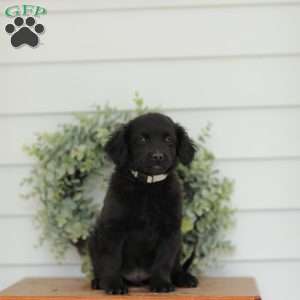Carson, Havanese Mix Puppy