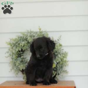 Carson, Havanese Mix Puppy