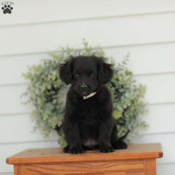 Carson, Havanese Mix Puppy