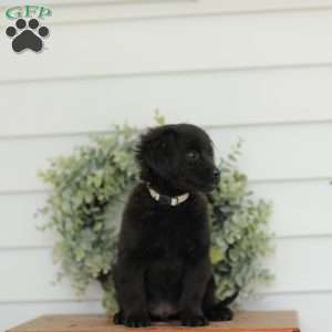 Carson, Havanese Mix Puppy