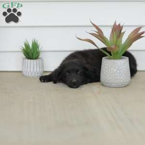 Carson, Havanese Mix Puppy