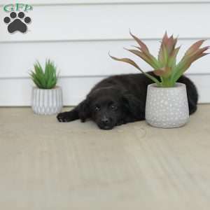 Carson, Havanese Mix Puppy