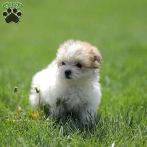 Kelly, Maltese Mix Puppy