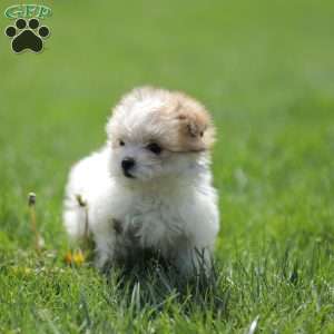 Kelly, Maltese Mix Puppy