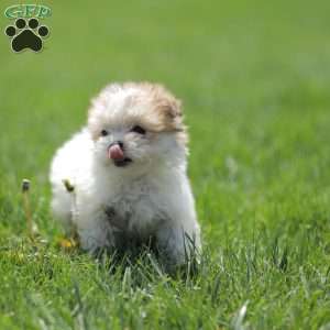Kelly, Maltese Mix Puppy