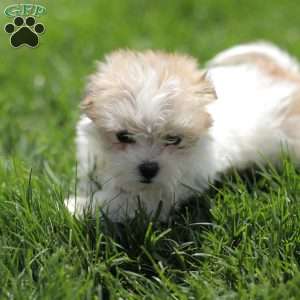 Kelly, Maltese Mix Puppy