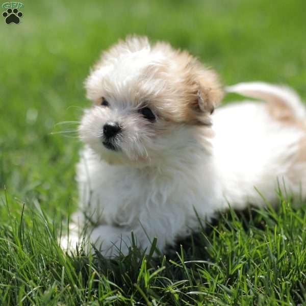 Kelly, Maltese Mix Puppy