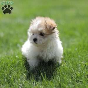 Kelly, Maltese Mix Puppy