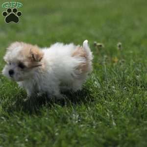 Kelly, Maltese Mix Puppy