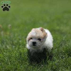 Kelly, Maltese Mix Puppy