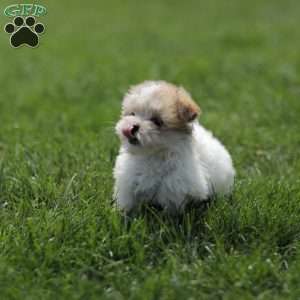 Kelly, Maltese Mix Puppy