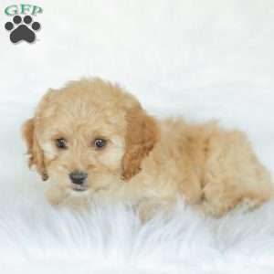 Kenna, Cockapoo Puppy