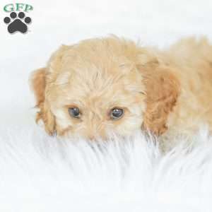 Kenna, Cockapoo Puppy