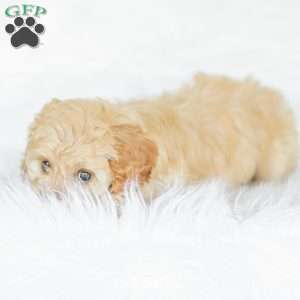 Kenna, Cockapoo Puppy