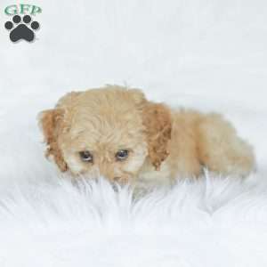 Kenna, Cockapoo Puppy