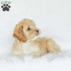 Kenna, Cockapoo Puppy