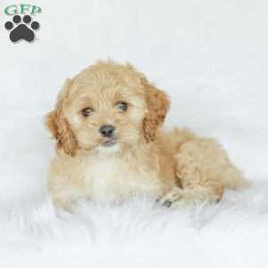 Kenna, Cockapoo Puppy